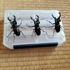 ミヤマクワガタ成虫♂3匹まとめて販売
