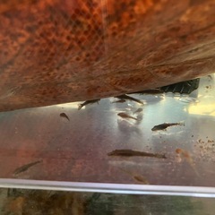 オトシンネグロ　ブリード　5匹の画像