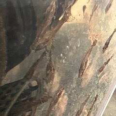 オトシンネグロ　ブリード　5匹の画像