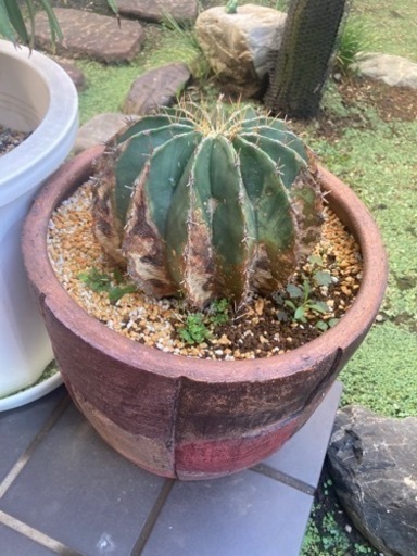 【受付終了】王竜冠　サボテン生活雑貨 家庭用品 ガーデニング