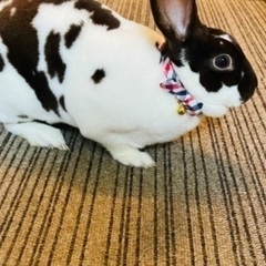 急募★ミニうさぎの里親募集🐰