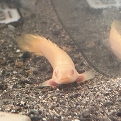 アルビノの魚
