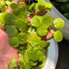 水草