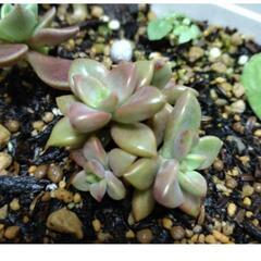 多肉植物多肉弁当寄植え❀釣具もあります