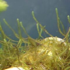 【現在抱卵中個体】ミナミヌマエビ1匹　メス個体　メダカや熱帯魚の...