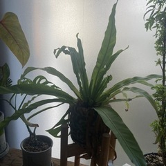 【8/17写真追加】オオタニワタリ　観葉植物