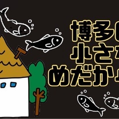 めだか　販売激安店 - 福岡市