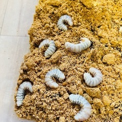 タランドゥス　幼虫 激安 大型 タランドゥスオオツヤクワガタ クワガタ　誰でも飼育可能　飼育方法ご案内可能の画像