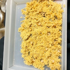 タランドゥス　幼虫 激安 大型 タランドゥスオオツヤクワガタ クワガタ　誰でも飼育可能　飼育方法ご案内可能の画像