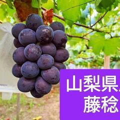 【農家直売】藤稔 粒 1kg (粒のみの量)④
