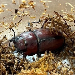 トカラノコギリクワガタ　ペアの画像