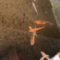 ミックスメダカ　色々　稚魚〜成魚10匹　ビオトープに