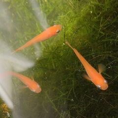 ◆楊貴妃メダカの若魚10匹＋αお譲りします◆おまけお付けします◆No.120の画像