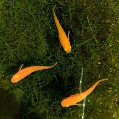 ◆楊貴妃メダカの若魚10匹＋αお譲りします◆おまけお付けします◆No.120の画像
