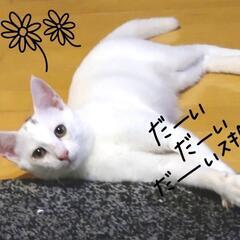 生後4ヵ月くらいの可愛い白猫ちゃん