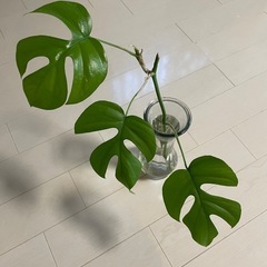 【モンステラ】水挿し　発根