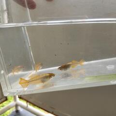 琥珀ヒカリ ３匹の画像