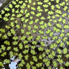 無農薬　イチョウウキゴケ　100株 ①