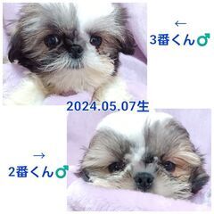 シーズー子犬販売中🎵2024.05.07生まれの男の子♂️
