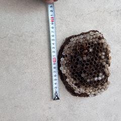 🐝愛知全域どこでも出張！！🐝 - 長久手市