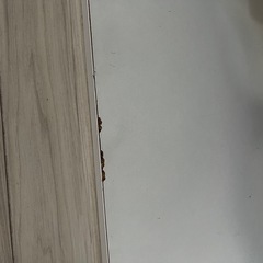 テレビ台　白　ローボード　32〜65型対応の画像