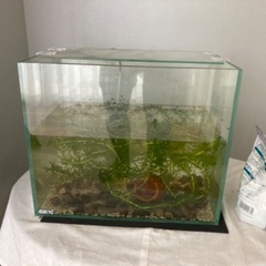 ミナミヌマエビと水草と水槽　値引きokの画像