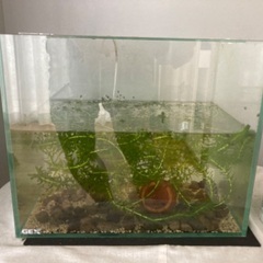 ミナミヌマエビと水草と水槽　値引きokの画像