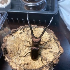 KOTA's INSECT 父提供　メタリフェル ホソアカ② ♂単