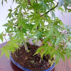 盆栽　モミジ　寄せ植えの画像