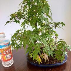 盆栽　モミジ　寄せ植え
