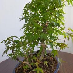 盆栽　モミジ　寄せ植えの画像