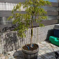 青しだれもみじ　高さ８０㎝くらい