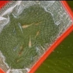 (お値下)メダカ 沢山生まれたので お譲りします 1匹 20円 種類色々 MIX④の画像
