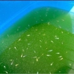 メダカ 沢山生まれたので お譲りします 1匹 40円 種類色々 MIX⑦の画像