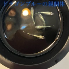 ドラゴンブルーの稚魚（1センチ〜1、5センチ） 6匹500円からで＋１匹50円です。 写真で見るより親個体は体外光がしっかりのっています💡の画像