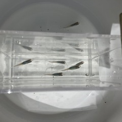 深海メダカの稚魚（1センチ〜1、5センチ） ５匹500円からで＋１匹50円です。 透明な体色で夏に飼うのにピッタリ！の画像