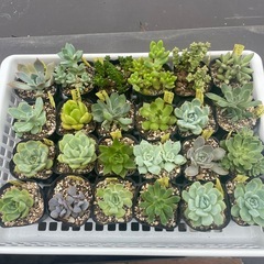 🌵多肉植物J   　1ポット100円