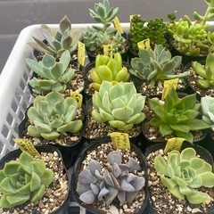 🌵多肉植物J   　1ポット100円の画像
