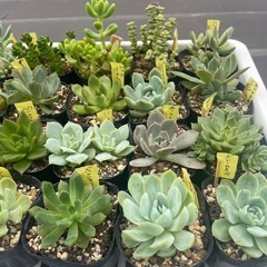 🌵多肉植物J   　1ポット100円の画像