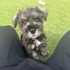 【飼い主様決まりました】ミニチュアシュナウザーの男の子🪄