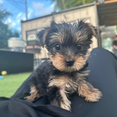 【飼い主様決まりました】ヨークシャーテリアの男の子🧸