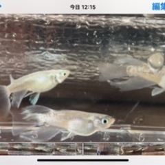 ミックスメダカ　の画像