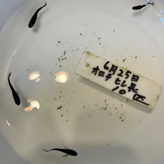 オロチ鰭長メダカの稚魚（1センチ〜1、5センチ） 6匹500円か...