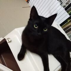 小型犬と猫をお預かりします！駅うらペットホテル − 宮城県