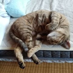 小型犬と猫をお預かりします！駅うらペットホテル - 地元のお店