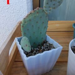 多肉植物いろいろ　約３号プラ鉢