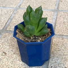ハオルチア　オブツーサ