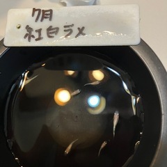 紅白ラメメダカの稚魚（1センチ〜1、5センチ） ５匹500円からで＋１匹50円です。 親個体はバランスよく2色出てます！の画像