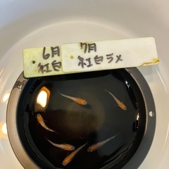 紅白ラメメダカの稚魚（1センチ〜1、5センチ） ５匹500円から...