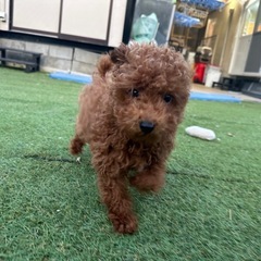 【飼い主様決まりました】人が大好きなトイプードルの男の子🍩